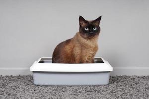 house-trained cat sitting in cat toilet or litter box photo