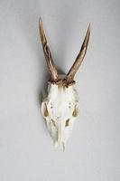 roe deer skull hunting trophy photo