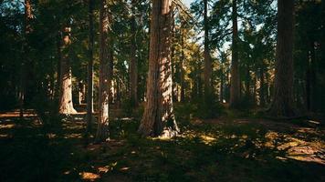 Scale of the giant sequoias of Sequoia National Park photo