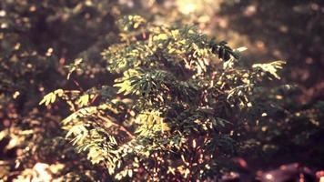 Evening forest with sun and volume light photo