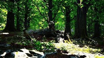 Trunk and stone covered with a green moss photo