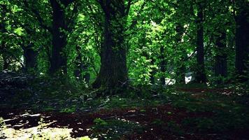 beautiful bright green moss grown up cover the rough stones photo