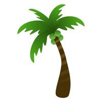 Coconut palm tree. vector