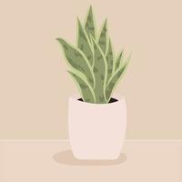 home plant in pot. Sansevieria plant in ceramic plant pot. Popular houseplant. House indoor plant Sansevieria for a cozy home and office. vector