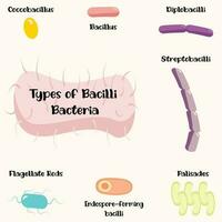 Types of bacilli bacteria vector