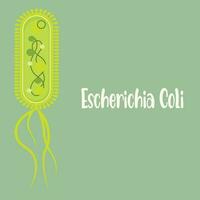 Illustration of Escherichia coli bacteria vector