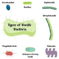 Types of bacilli bacteria vector