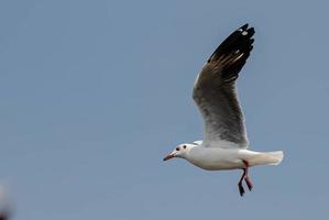 Seagulls flying in the sky photo