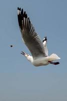 gaviotas volando en el cielo foto