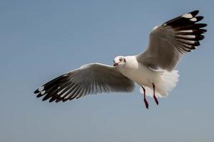 Seagulls flying in the sky photo