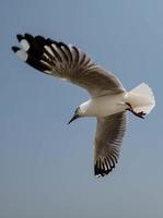 Seagulls flying in the sky photo