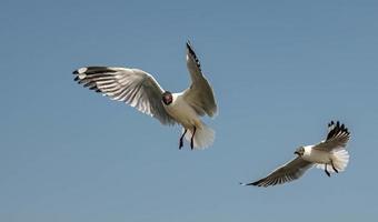 gaviotas volando en el cielo foto