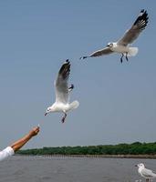 gaviotas volando en el cielo foto