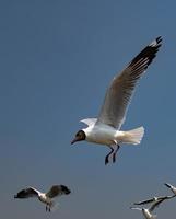 Seagulls flying in the sky photo