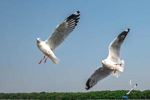 gaviotas volando en el cielo foto