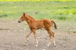 pequeño pony de color castaño. foto