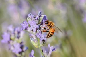 Honey bee gathers pollen. photo