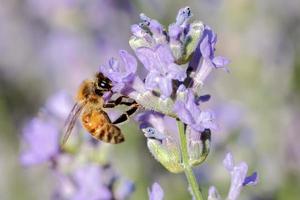 Honeybee on a lavender flower.