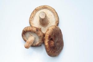 Overview of three shiitake mushrooms.