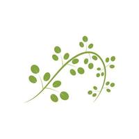 Moringa leaf logo illustration vector design