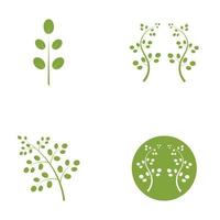 Moringa leaf logo illustration vector design