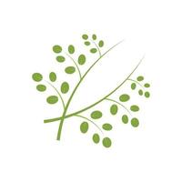 Moringa leaf logo illustration vector design