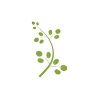 Moringa leaf logo illustration vector design