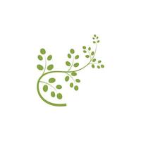 Moringa leaf logo illustration vector design