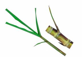 Sugarcane stem isolated on white background photo