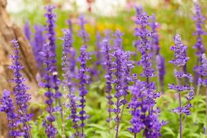 Mealy sage flower nature background photo