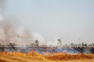 PM 2.5 air pollution problem from rice burning in rice fields by farmers. photo