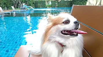 concéntrate en la cara de un chihuahua con la lengua afuera junto a la piscina. foto