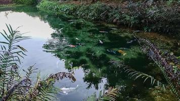 Trees, leaves, natural ponds are so clear that you can see the moss below and there are koi fish. photo