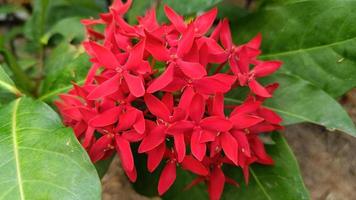 cerrar ramo de ixora roja foto