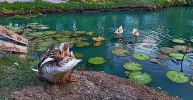 Flock of ducks having fun in the pond photo