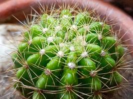 Close up thorns of cactus