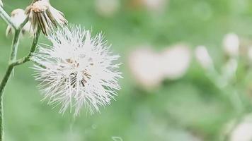 white flowers on a blur background photo