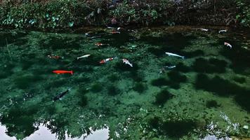 Japanese koi fish in a natural pond photo