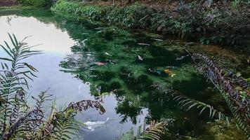 peces koi nadando en un estanque natural foto