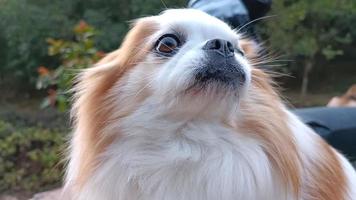 Cute Chihuahua dog is smiling at you. photo