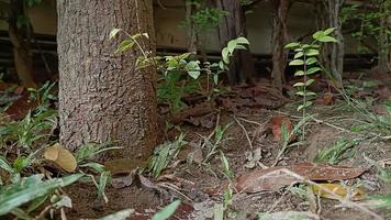 The root of the tree was on the ground and consisted of small grasses photo