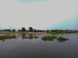 Water hyacinth rives on the River and the Sky is visible in the background photo