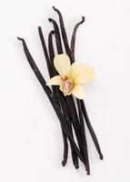 Dried Vanilla sticks and flowers isolated on white backgrounds. photo