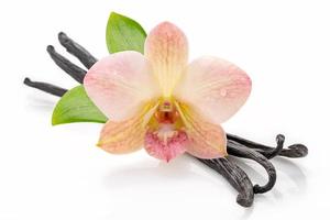 Dried vanilla sticks and orchid flower isolated on white background. photo