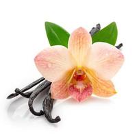 Dried vanilla sticks and orchid flower isolated on white background. photo
