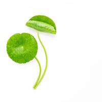 Close up centella asiatica leaves with rain drop isolated on white background top view. photo