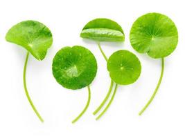 Close up centella asiatica leaves with rain drop isolated on white background top view. photo