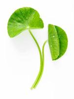 Close up centella asiatica leaves with rain drop isolated on white background top view. photo