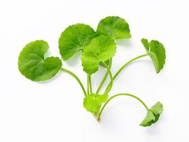 Close up centella asiatica leaves isolated on white background top view. photo