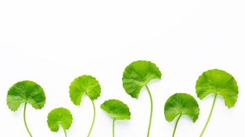 Close up centella asiatica leaves isolated on white background top view. photo